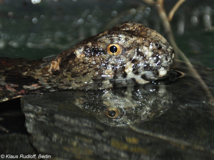 Shinisaurus crocodilurus - krokodýlovec čínský