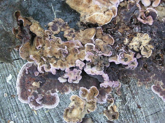 Chondrostereum purpureum - Silverleaf Fungus