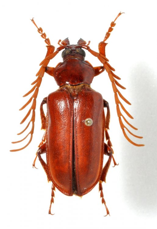 Pseudopathocerus humboldti