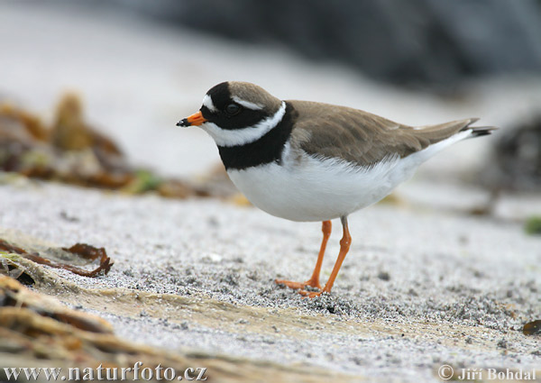Charadrius hiaticula - Common Ringed Plover