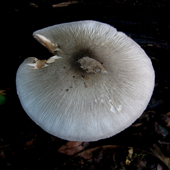 Volvariella caesiotincta