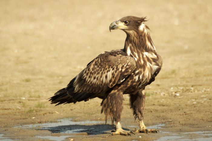 Haliaeetus albicilla - orel mořský