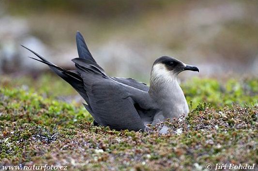 Stercorarius parasiticus - chaluha příživná