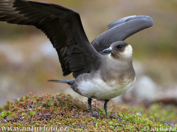 Stercorarius parasiticus - chaluha příživná