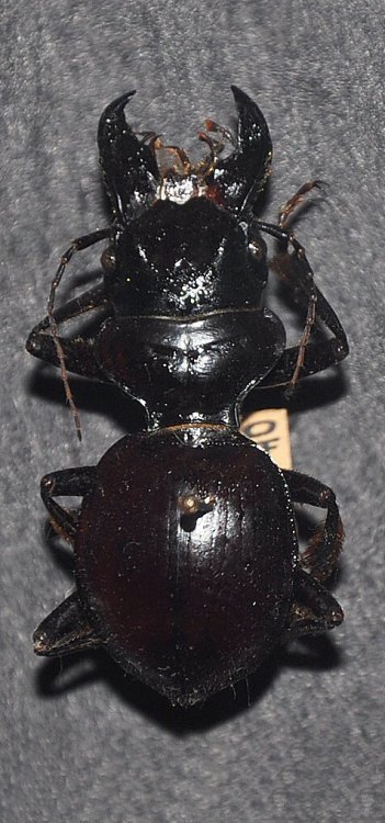 Machozetus lehmanni