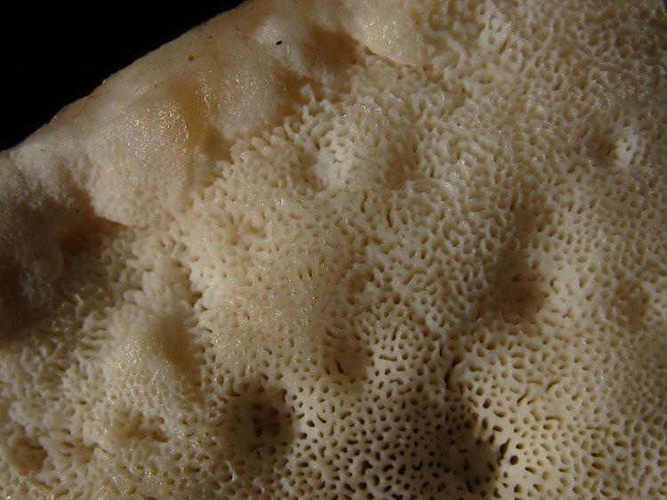 Postia undosa - bělochoroš vlnitý