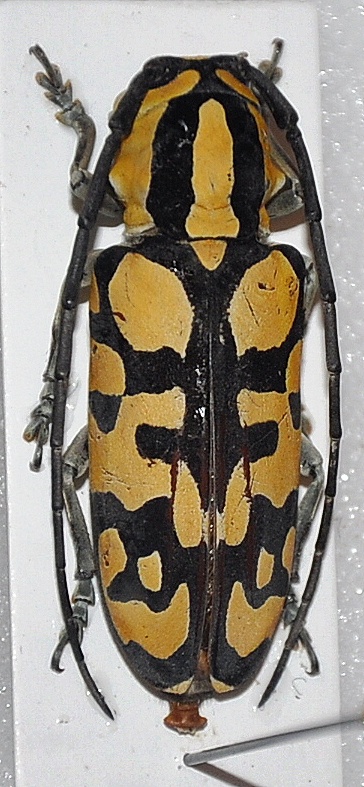Tragocephala variegata