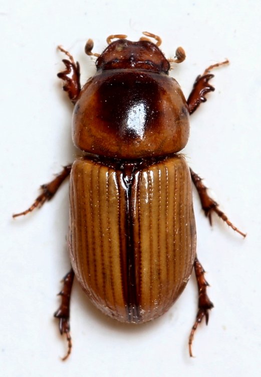 Labarrus lividus