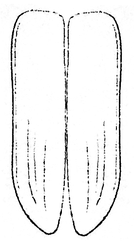 Saperda absyrti