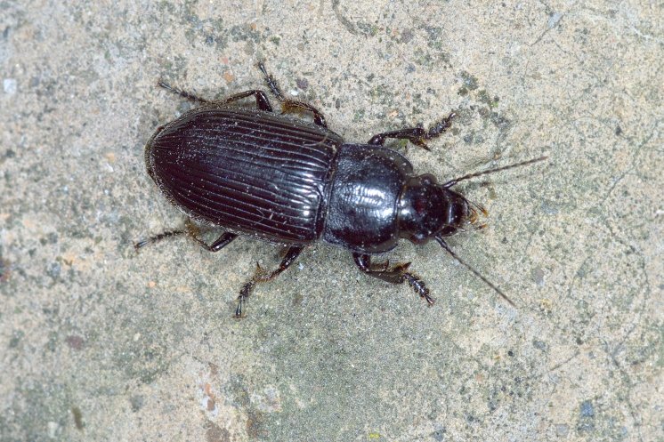 Anisodactylus signatus