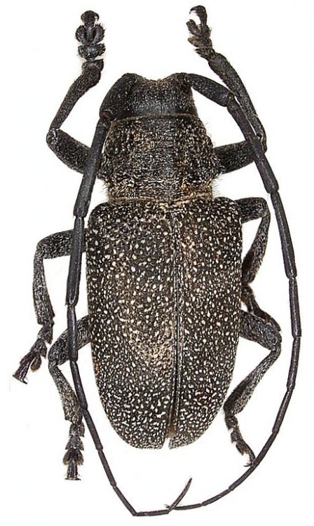 Pycnopsis brachyptera piperita