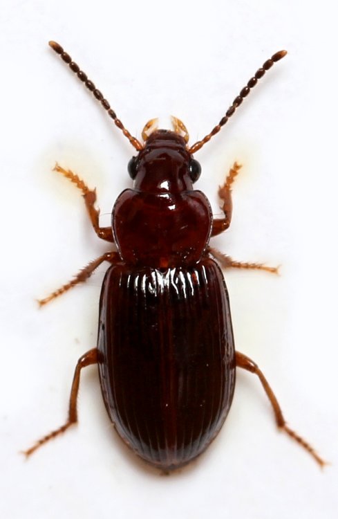 Bradycellus caucasicus