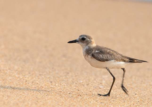 Charadrius atrifrons - Tibetan Sand Plover