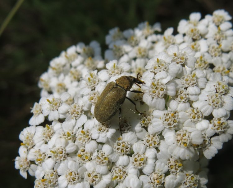 Mycterus tibialis