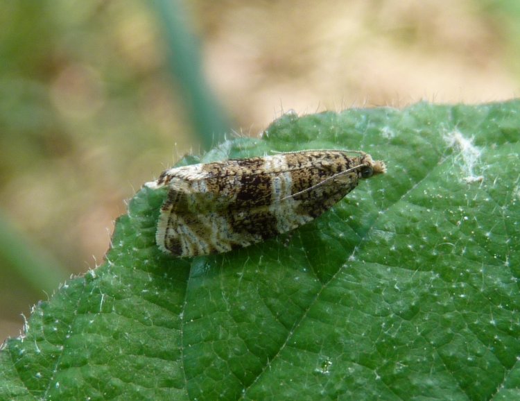 Olethreutes umbrosana