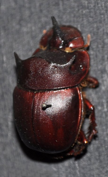 Catharsius molossus