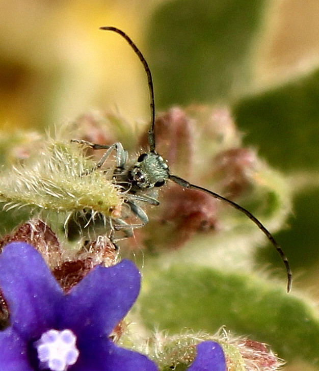Phytoecia caerulescens caerulescens - kozlíček kovolesklý