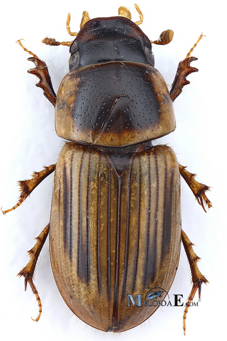 Neocalaphodius moestus