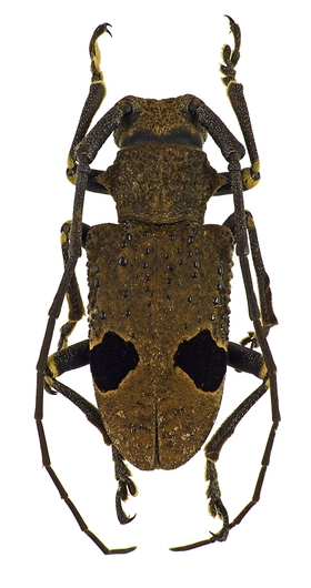 Trachystolodes tonkinensis