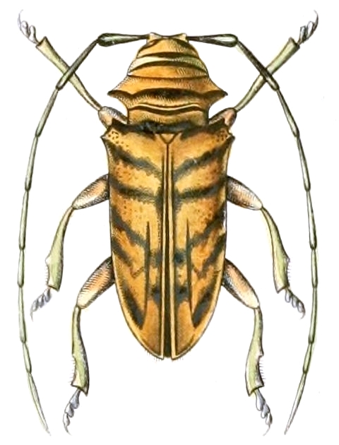 Sternotomis gama