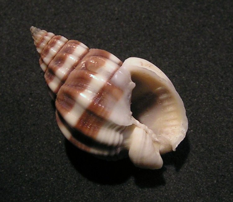 Nassarius stolatus
