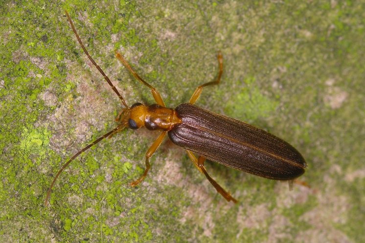 Nacerdes carniolica carniolica