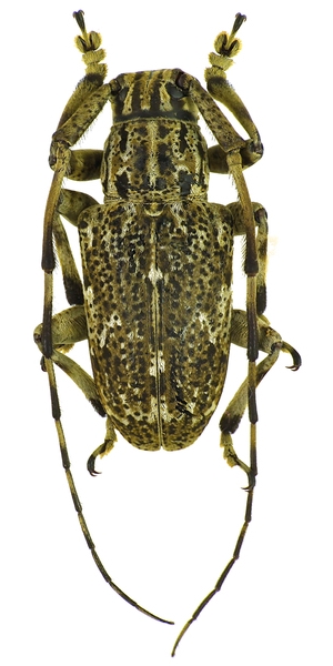 Agelasta catenata