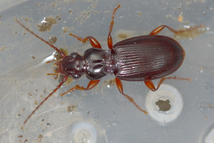 Patrobus atrorufus