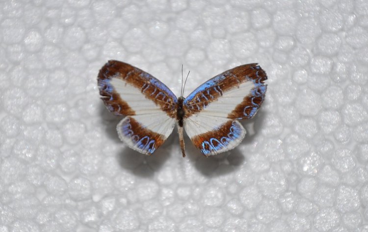 Nymphidium mantus