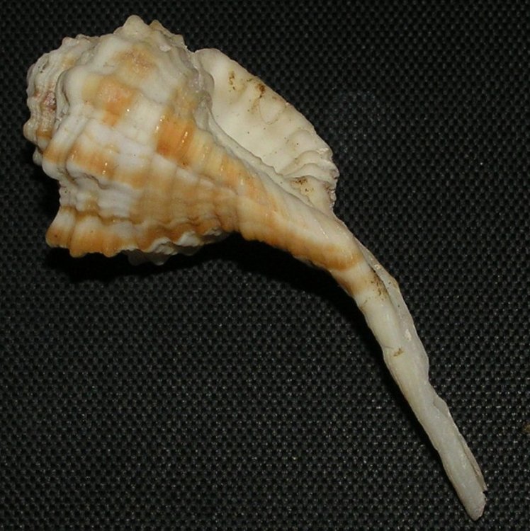 Ranularia exilis