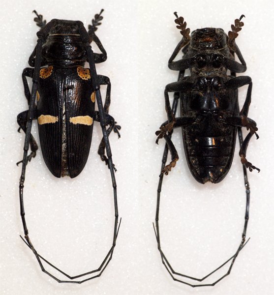 Zographus plicaticollis