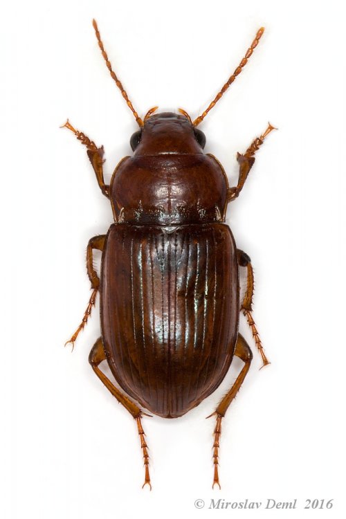 Amara fulva