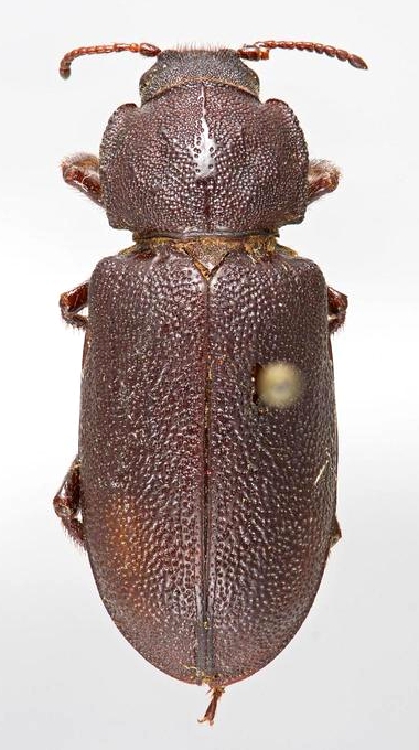 Acanthomigdolus quadricollis