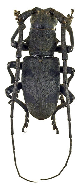 Morimus asper ganglbaueri