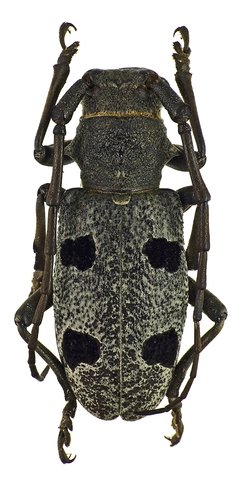 Morimus orientalis
