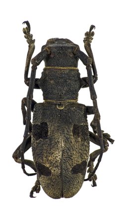 Morimus asper ganglbaueri
