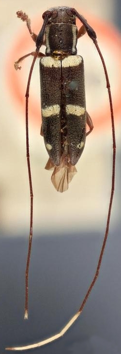 Amymoma pulchella