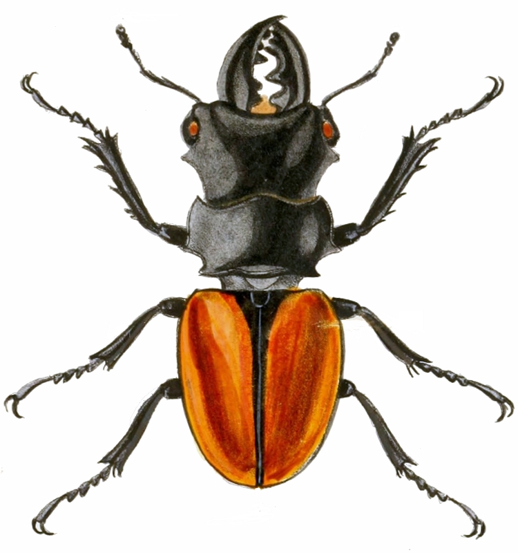 Odontolabis mouhotii mouhotii