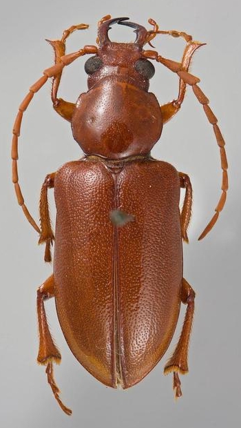 Anoploderma breueri