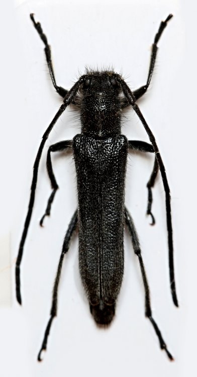 Phytoecia uncinata