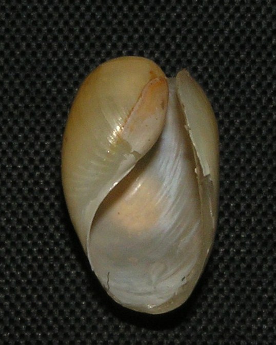 Akera bullata