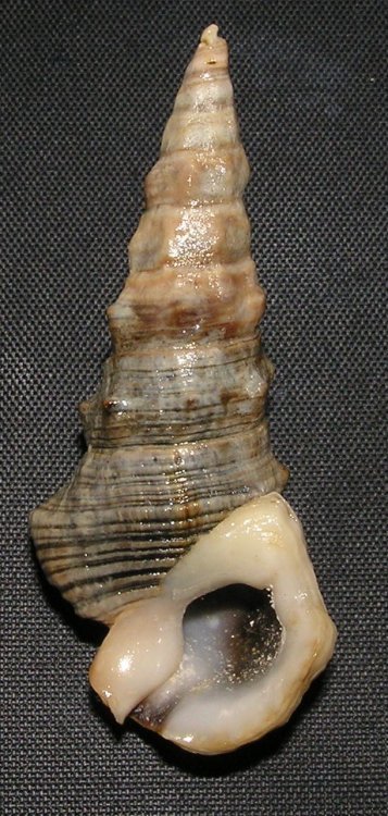 Pyrazus ebeninus - brakičník vlnkovaný