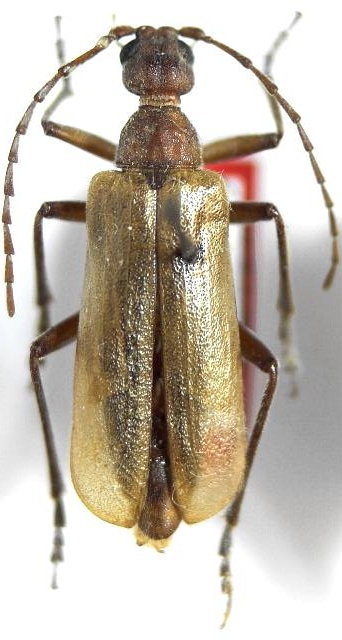 Vesperus ligusticus