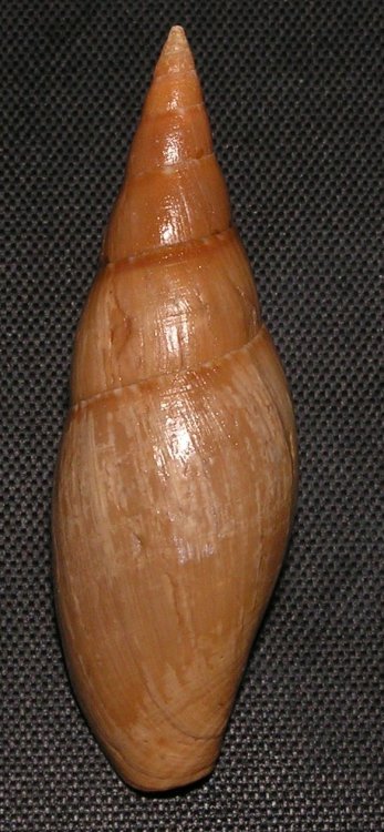 Isara carbonaria - čepicovka západoafrická