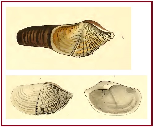 Zirfaea crispata - skulař kadeřavý