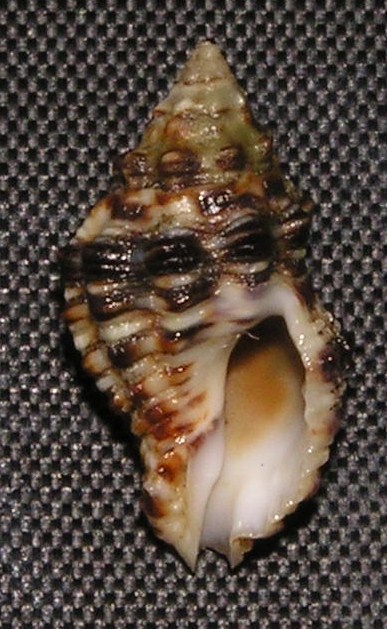 Ergalatax junionae