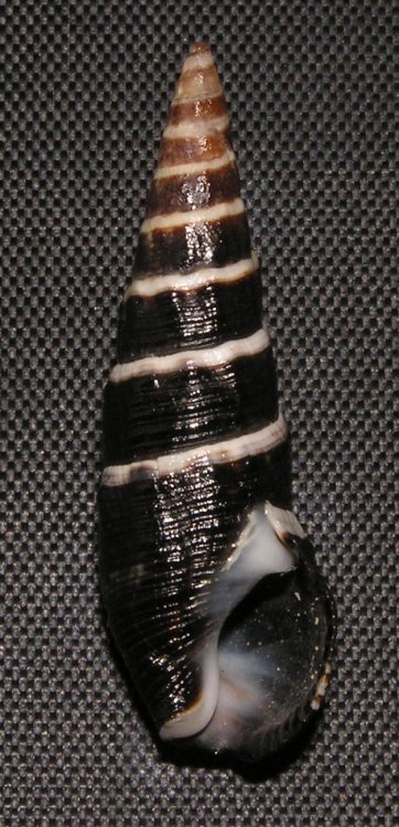 Batillaria zonalis