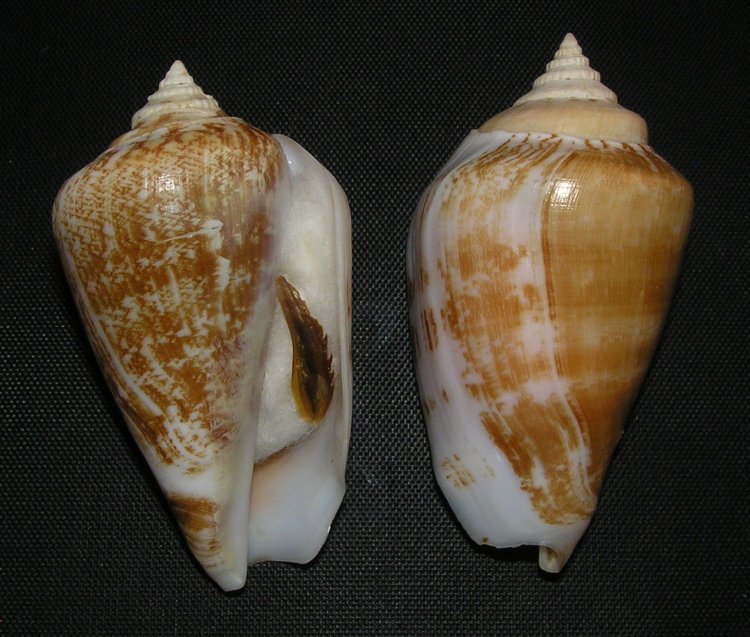 Conomurex persicus