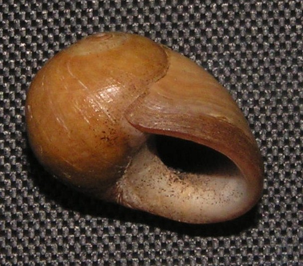 Littorina obtusata - plážovka tupá