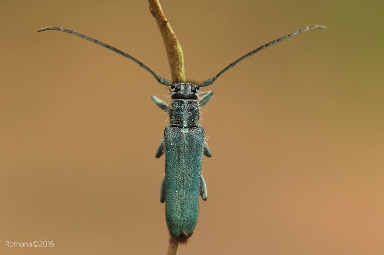Phytoecia caerulescens caerulescens - kozlíček kovolesklý